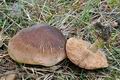 Tricholoma_imbricatum_bv6030