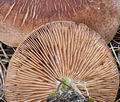 Tricholoma_imbricatum_bv6037