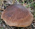 Tricholoma_imbricatum_bv6038