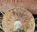 Tricholoma_imbricatum_bv6043