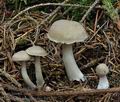 Tricholoma_inamoenum_bo7299