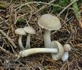 Tricholoma_inamoenum_bo7310