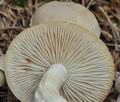 Tricholoma_inamoenum_bo7316