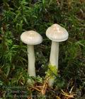 Tricholoma_inamoenum_bo9891