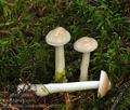 Tricholoma_inamoenum_bo9895