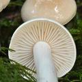 Tricholoma_inamoenum_bo9901