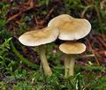 Tricholoma_inamoenum_bv5540