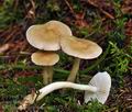 Tricholoma_inamoenum_bv5554