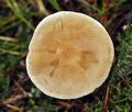 Tricholoma_inamoenum_bv5559