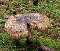 Tricholoma_matsutake_bv4975