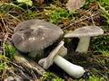 Tricholoma_orirubens_bv6444