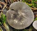 Tricholoma_orirubens_bv6446