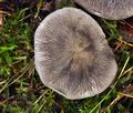 Tricholoma_orirubens_bv6450