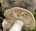 Tricholoma_orirubens_bv6452