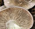 Tricholoma_orirubens_bv6458