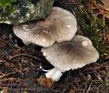 Tricholoma_orirubens_bv6464