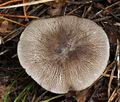 Tricholoma_orirubens_bv6469