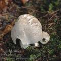 Tricholoma_pardinum_ai9867