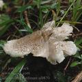 Tricholoma_pardinum_ai9870