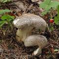 Tricholoma_pardinum_bk8192