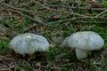 Tricholoma_pardinum_cf0327s