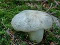 Tricholoma_pardinum_cf0342s