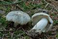 Tricholoma_pardinum_cf0356s