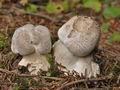 Tricholoma_pardinum_cr4393