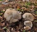 Tricholoma_pardinum_cr4397