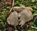 Tricholoma_pardinum_cr4399