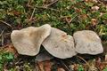 Tricholoma_pardinum_cr4402