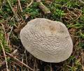 Tricholoma_pardinum_cr4407s