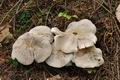 Tricholoma_pardinum_cr4416