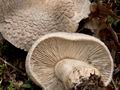 Tricholoma_pardinum_cr4426s