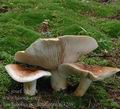 Tricholoma_pessundatum_aj3269