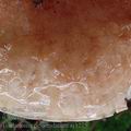 Tricholoma_pessundatum_aj3275