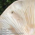 Tricholoma_pessundatum_aj3280