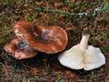 Tricholoma_pessundatum_bp4259