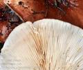 Tricholoma_pessundatum_bp4266