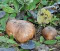 Tricholoma_populinum_bm6617