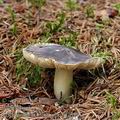 Tricholoma_portentosum_aj2617