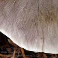 Tricholoma_portentosum_aj2622