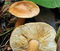 Tricholoma_psammopus_bv6387