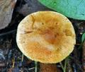 Tricholoma_psammopus_bv6390