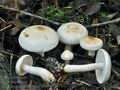 Tricholoma_pseudoalbum_bs8370