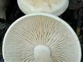 Tricholoma_pseudoalbum_bs8375