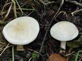 Tricholoma_pseudoalbum_bs8379