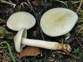Tricholoma_pseudoalbum_bs8383