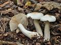 Tricholoma_pseudoalbum_cr6147