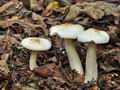 Tricholoma_pseudoalbum_cr6150